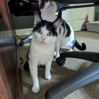 Rescue Domestic Short Hair Cats for Adoption in Pitman, New Jersey - Mamma Cowgirl | PetCurious