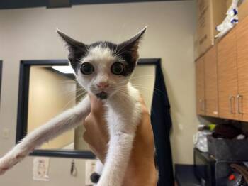 A612229 -  Domestic Short Hair Cat for Adoption in Modesto, California - A612229 | PetCurious