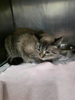 Willow -  Domestic Short Hair Cat for Adoption in Angola, Indiana - Willow | PetCurious
