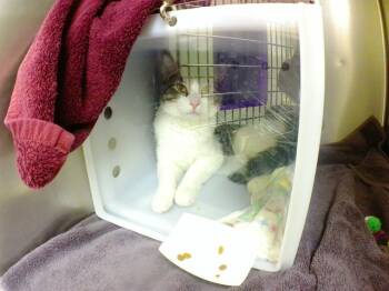 Rescue Domestic Short Hair Cats for Adoption in Omaha, Nebraska - MONKEY | PetCurious