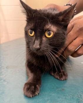 Jasper -  Domestic Short Hair Cat for Adoption in Mobile, Alabama - Jasper | PetCurious