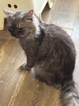 Persian Cats Available for Adoption in Wolcott, Connecticut - Prince | PetCurious