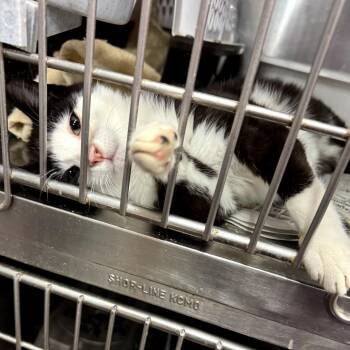 Domestic Short Hair Cats Available for Adoption - 0326-88 Treats | PetCurious