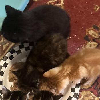 Paint -  Domestic Short Hair Cat Available for Adoption in Mt. Juliet, Tennessee - Paint | PetCurious