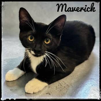 Maverick -  Domestic Short Hair Cat for Adoption in El Cajon, California - Maverick | PetCurious