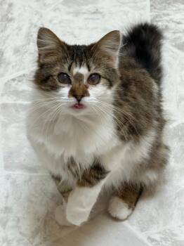VITA -  Domestic Long Hair Cat for Adoption in Chillicothe, Ohio - VITA | PetCurious