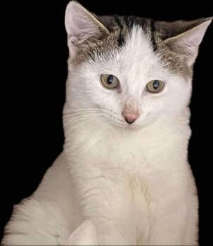 Rescue Domestic Short Hair Cats for Adoption in Rice Lake, Wisconsin - Opportunity | PetCurious