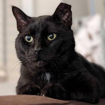 Papa -  Domestic Short Hair Cat for Adoption in Denver, Colorado - Papa | PetCurious