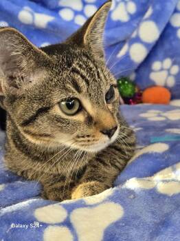 Vivian -  Domestic Short Hair Cat for Adoption in Pompano Beach, Florida - Vivian | PetCurious