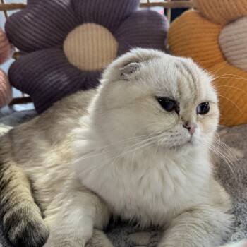 Nani -  Scottish Fold Cat for Adoption in Liverpool, Texas - Nani | PetCurious