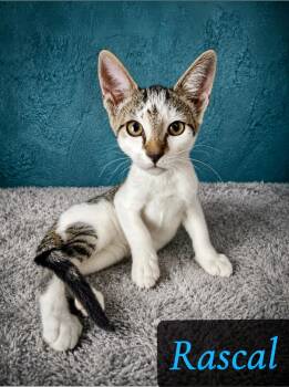 Rascal -  Domestic Short Hair Cat for Adoption in Englewood, Florida - Rascal | PetCurious