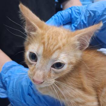 Estee -  Domestic Short Hair Cat for Adoption in Summerville, South Carolina - Estee | PetCurious
