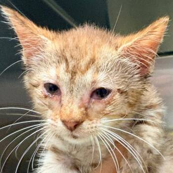 Ember -  Domestic Short Hair Cat for Adoption in Concord, North Carolina - Ember | PetCurious