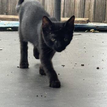 Salem (aka Batty) -  Domestic Short Hair Cat for Adoption in Davis, California - Salem (aka Batty) | PetCurious