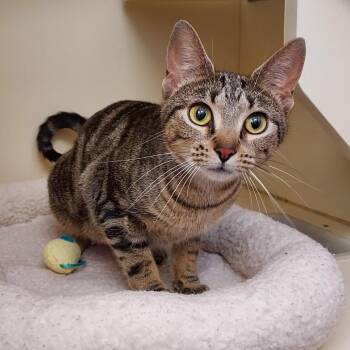 Domestic Short Hair Cats Available for Adoption in Dayton, Ohio - Cuttle Fish | PetCurious