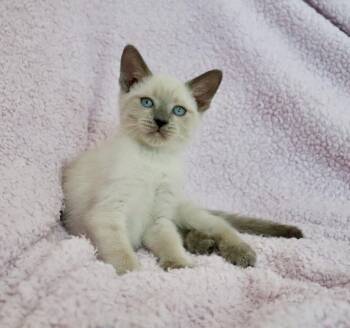 Lavender -  Siamese Cat for Adoption in St. Augustine, Florida - Lavender | PetCurious