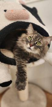 Morgan & Foxy -  Domestic Long Hair Cat for Adoption in North Haven, Connecticut - Morgan & Foxy | PetCurious