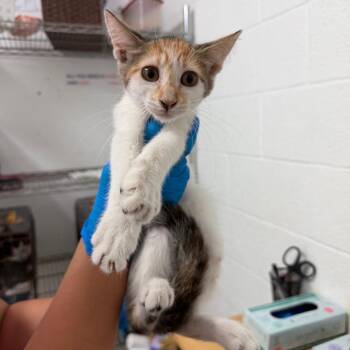 Melanie -  Domestic Short Hair Cat for Adoption in Edinburg, Texas - Melanie | PetCurious