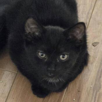 Enza - Big Personality -  Domestic Short Hair Cat for Adoption in Hamilton, Ontario - Enza - Big Personality | PetCurious