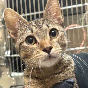 Rescue Domestic Short Hair Cats for Adoption in Galveston, Texas - Garfield | PetCurious