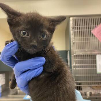 Domestic Short Hair Cats Available for Adoption in Los Angeles, California - Pearl | PetCurious