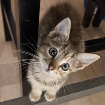 Freya -  Domestic Short Hair Cat for Adoption in Mount Vernon, Illinois - Freya | PetCurious