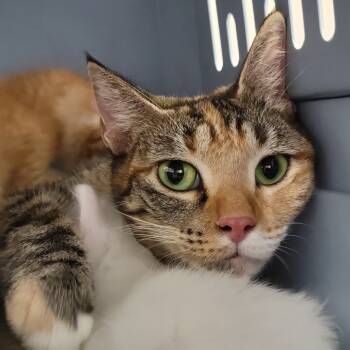 Rescue Domestic Short Hair Cats for Adoption in Sarasota, Florida - Joplin | PetCurious