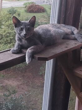 Rescue Domestic Short Hair Cats for Adoption in Milton, Georgia - Baby Girl | PetCurious
