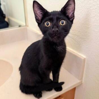 Sofya -  Domestic Short Hair Cat for Adoption in Tampa, Florida - Sofya | PetCurious