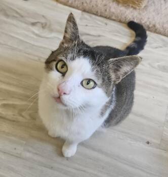 Domestic Short Hair Cats Available for Adoption - Joe | PetCurious