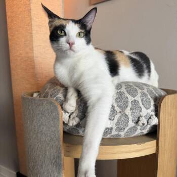 Dolly -  Domestic Short Hair Cat for Adoption in Sunnyvale, California - Dolly | PetCurious
