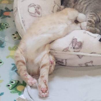 Corn Dog -  Domestic Short Hair Cat for Adoption in Plover, Wisconsin - Corn Dog | PetCurious