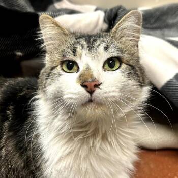 Domestic Long Hair Cats Available for Adoption - Dusty O