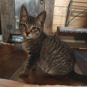 Kyoshi -  Domestic Short Hair Cat for Adoption in Cumming, Georgia - Kyoshi | PetCurious