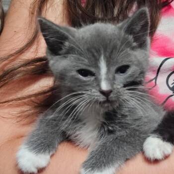 Mike -  Domestic Short Hair Cat for Adoption in Ashland, Oregon - Mike | PetCurious