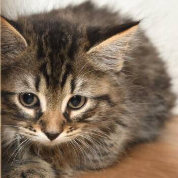 Spitzk1_2_3_4 -  Domestic Medium Hair Cat for Adoption in Natick, Massachusetts - Spitzk1_2_3_4 | PetCurious