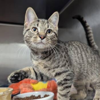 Vienna -  Domestic Short Hair Cat for Adoption in Evansville, Indiana - Vienna | PetCurious