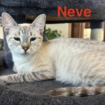 Neve -  Domestic Short Hair Cat for Adoption in Glenfield, New York - Neve | PetCurious