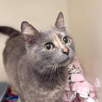 Domestic Short Hair Cats Available for Adoption - Pebbles 2 | PetCurious