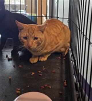 Domestic Short Hair Cats Available for Adoption - ALPHA | PetCurious