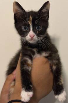 Domestic Medium Hair and Domestic Short Hair Cats Available for Adoption in Honolulu, Hawaii - Ronnie Girl | PetCurious