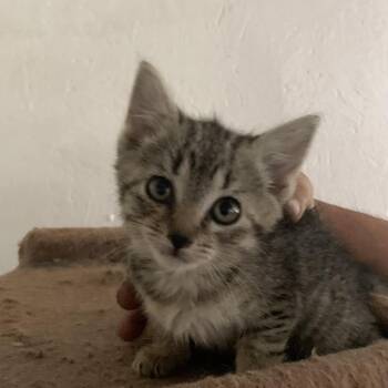 Bailey Estep -  Domestic Medium Hair Cat Available for Adoption in Woodstock, Virginia - Bailey Estep | PetCurious