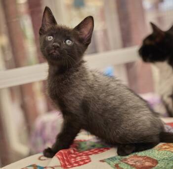 Encore -  Domestic Short Hair Cat for Adoption in Santa Barbara, California - Encore | PetCurious