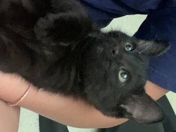 Stella -  Domestic Short Hair Cat for Adoption in Diamond Springs, California - Stella | PetCurious