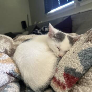 Mussel (Classic D) -  Domestic Short Hair Cat Available for Adoption in Warrington, Pennsylvania - Mussel (Classic D) | PetCurious