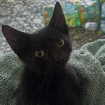 Brimsley -  Domestic Short Hair Cat for Adoption in Ringtown, Pennsylvania - Brimsley | PetCurious