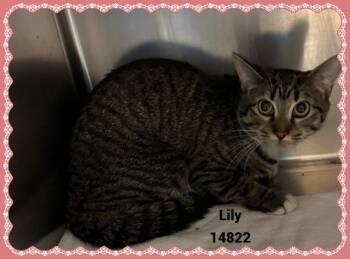 Rescue Domestic Short Hair and Tabby Cats for Adoption in Marietta, Georgia - LILY See Also MOLLY | PetCurious