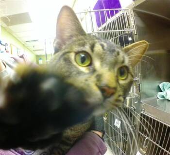 Domestic Short Hair Cats Available for Adoption - TODD PEARLMAN | PetCurious