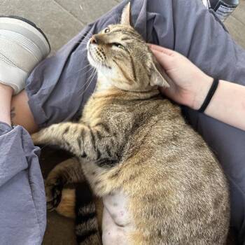 Domestic Short Hair Cats Available for Adoption - Lil Jimbob | PetCurious