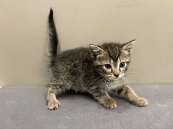Rescue Domestic Short Hair Cats for Adoption in Dickson, Tennessee - Maleah | PetCurious